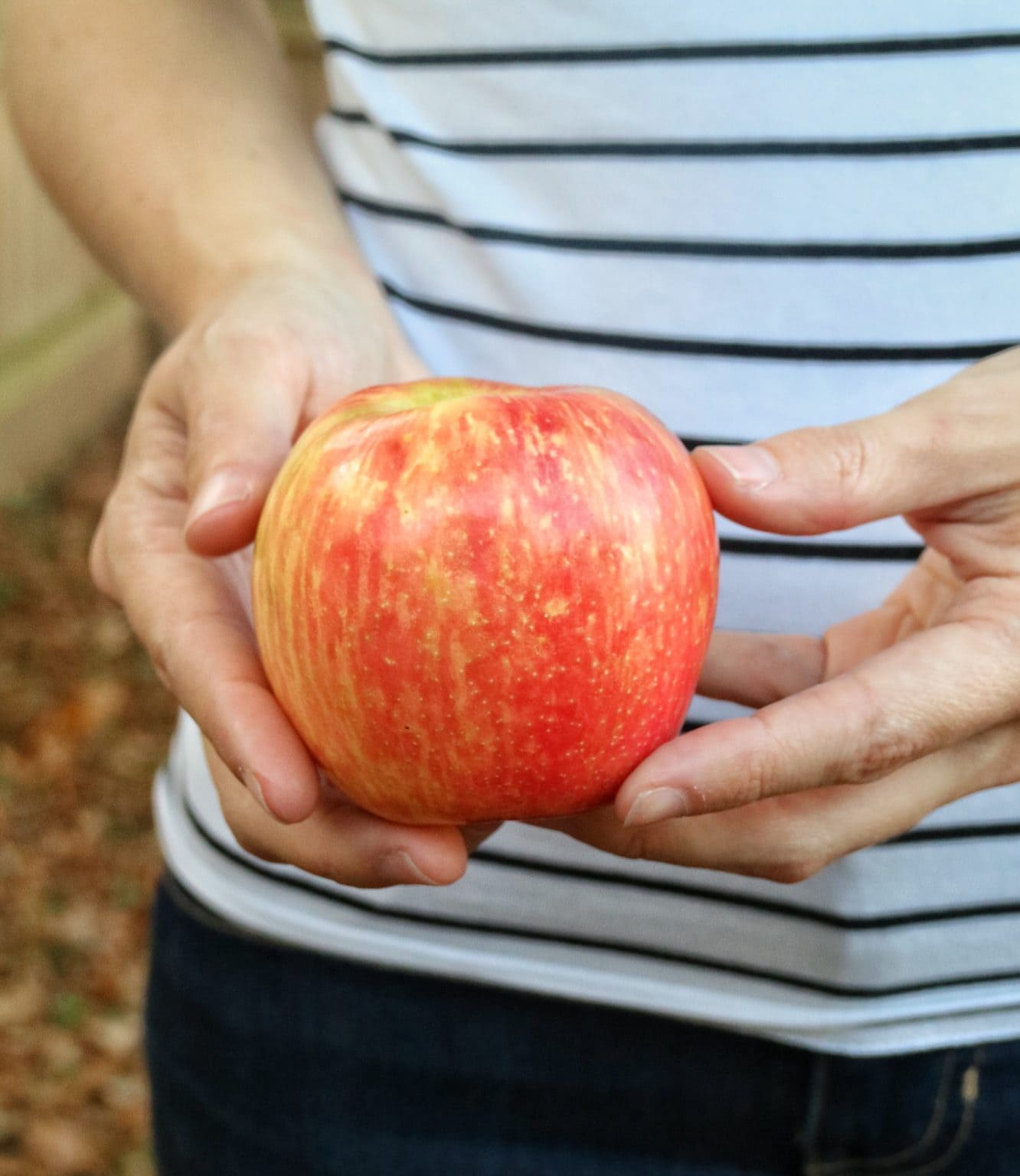 OvenDried Apples The Nutrition Adventure