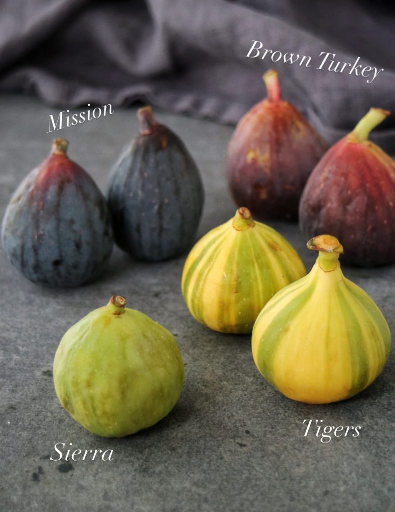 Fig varieties